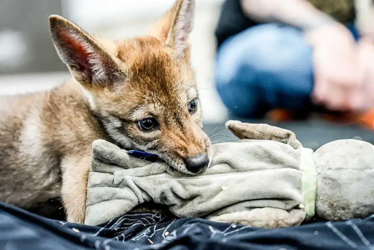 Filhote de lobo vermelho roendo um brinquedo, representando a espécie ameaçada e o debate sobre sua clonagem.