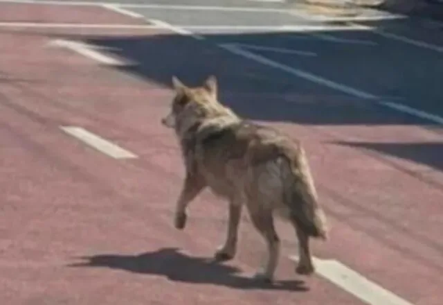Imagem gerada por inteligência artificial mostrando um lobo cinzento em um ambiente natural, com iluminação suave.