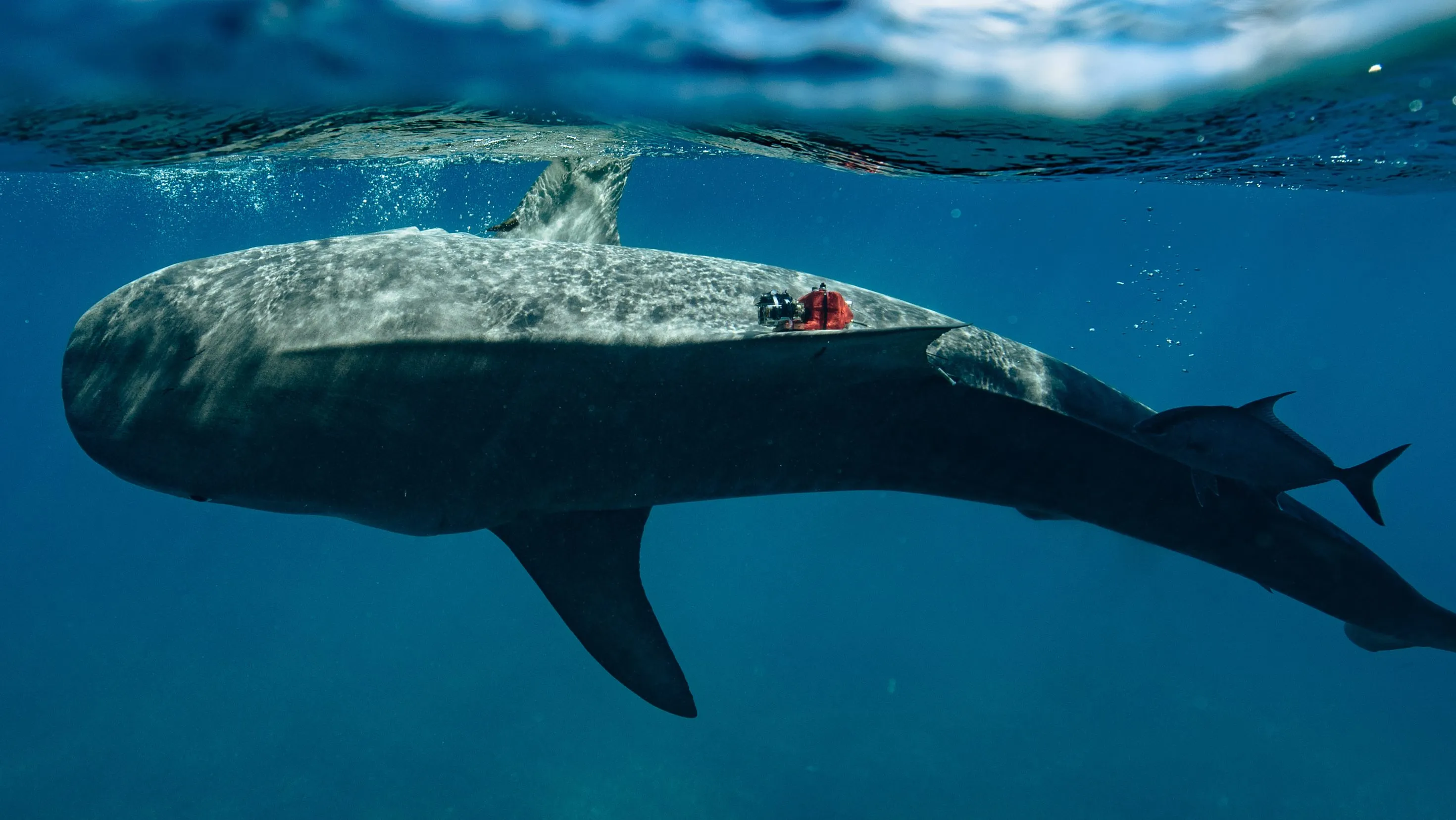 Imagem de submarinos autônomos explorando o fundo do mar, com uma sobreposição abstrata de elementos de inteligência artificial e guerra cibernética, simbolizando as duas temáticas principais do artigo.